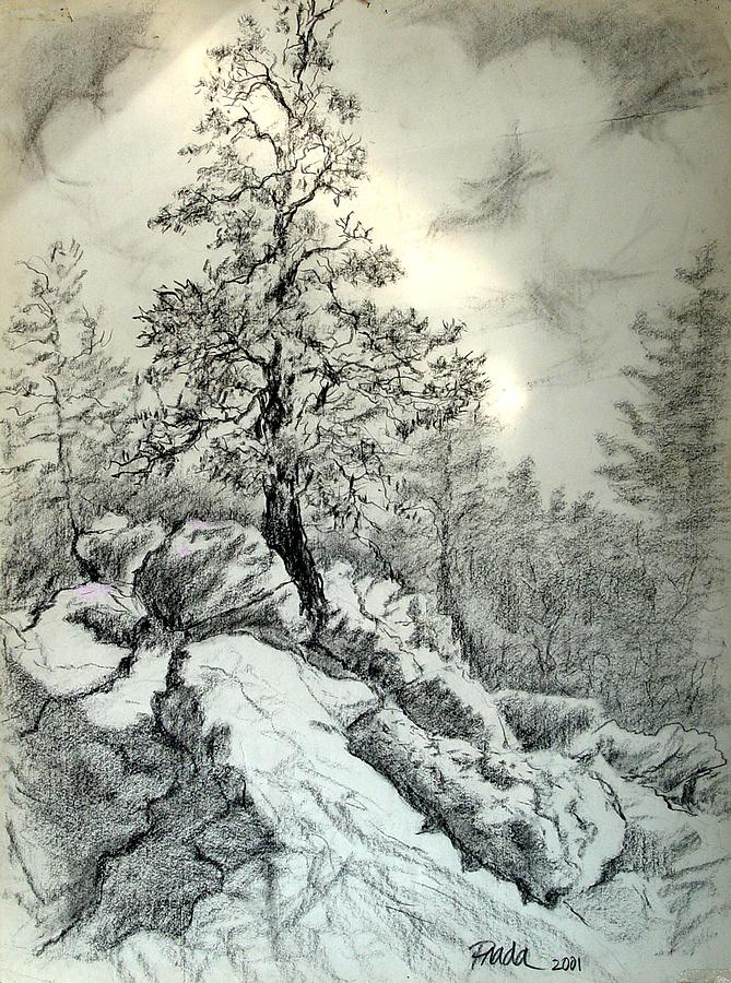 Tree Drawing - Tree on the rocks by Horacio Prada