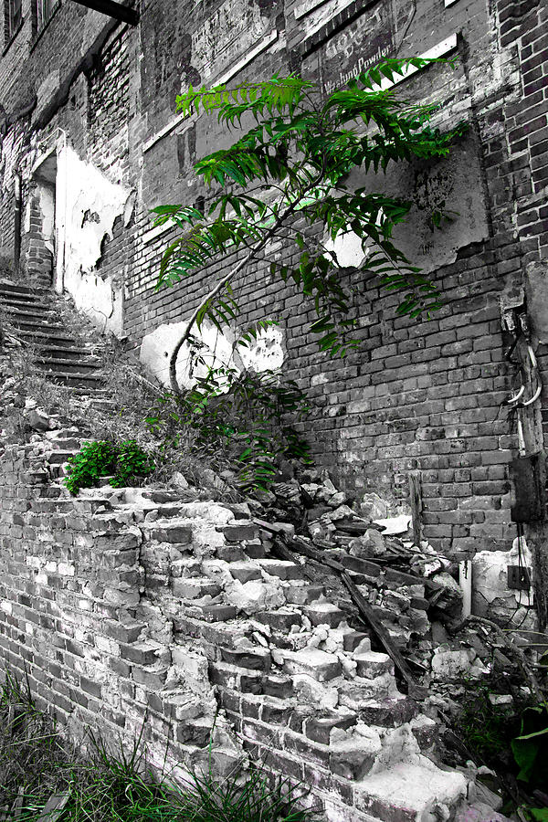 Tree on the Stairs Photograph by Daniel Woodrum
