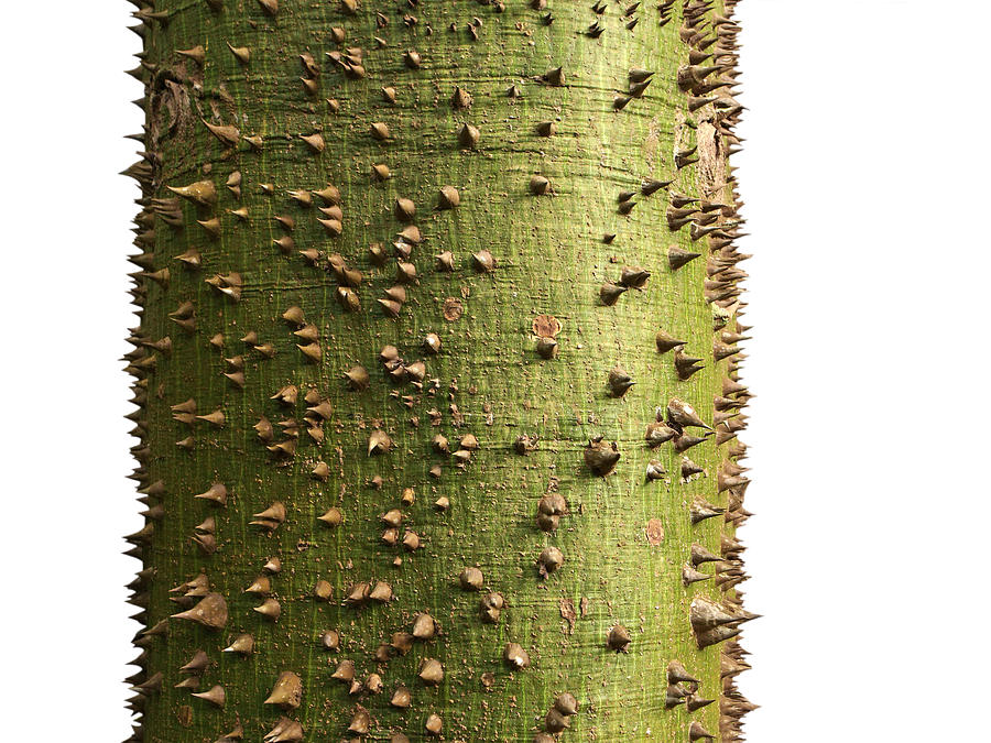 Tree on White - Ceiba speciosa - Silk Floss Photograph by Matt Tilghman