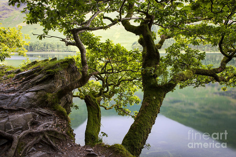Tree over Buttermere Photograph by Brian Jannsen