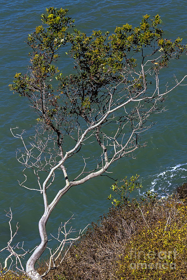 Tree over Water Photograph by Kate Brown