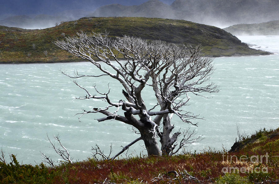 Tree Patagonia South America Photograph by Bob Christopher