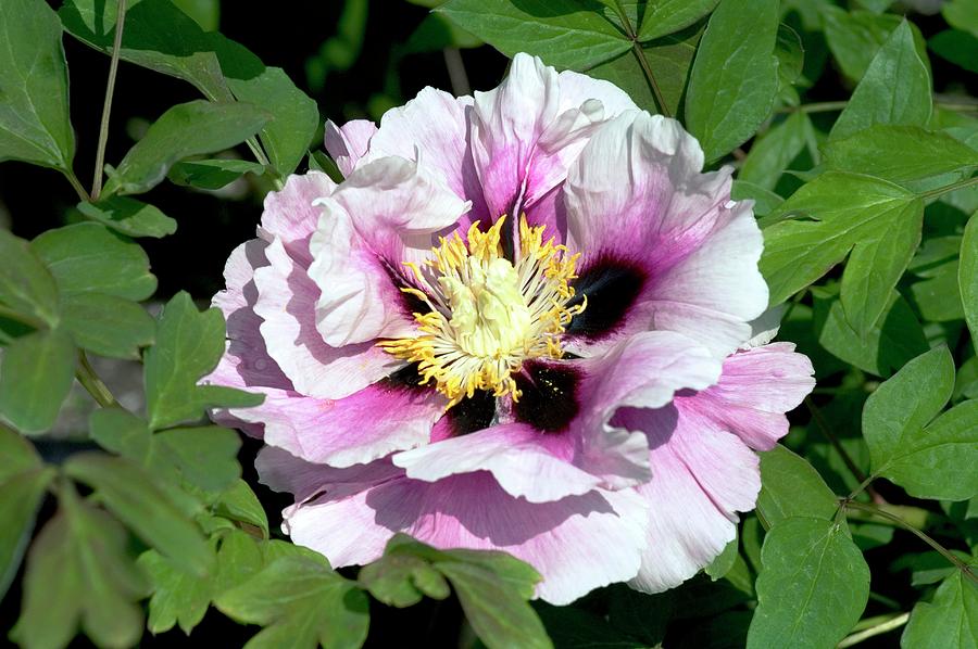 Tree Peony (paeonia) Photograph by Brian Gadsby/science Photo Library