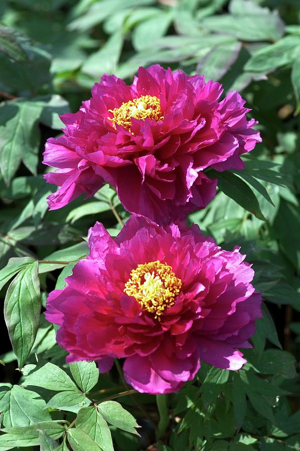 Tree Peony (paeonia rimpow) Photograph by Brian Gadsby/science Photo Library