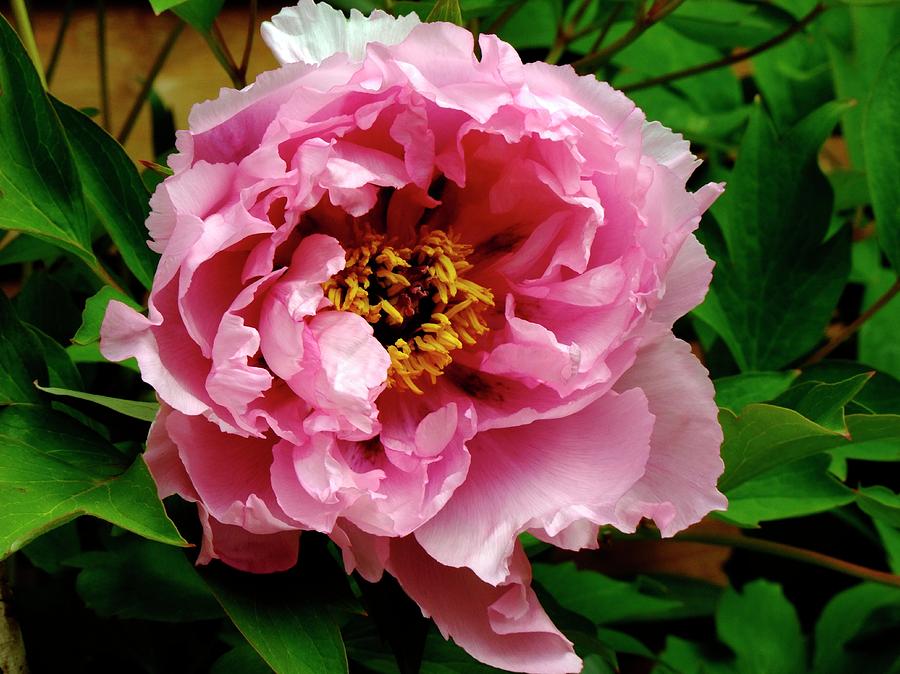 Tree Peony (paeonia rou Fu Rong) Photograph by Ian Gowland/science Photo Library
