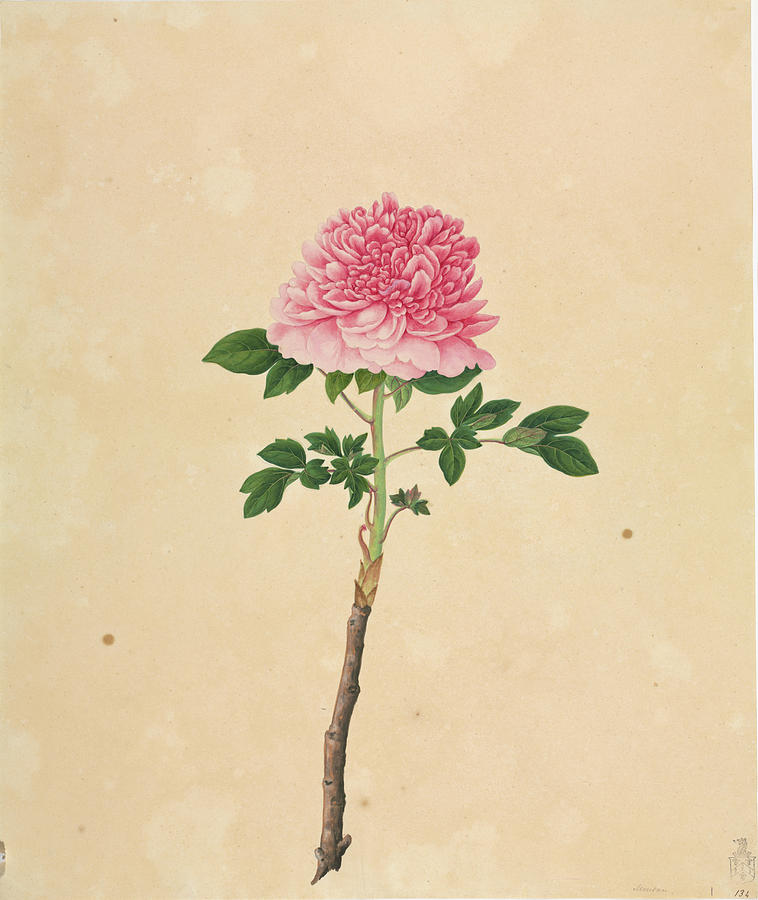 Nature Photograph - Tree Peony (paeonia Suffruticosa) Artwork by Natural History Museum, London/science Photo Library