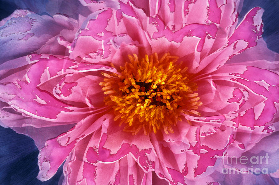 Tree Peony Photograph by Ron Sanford
