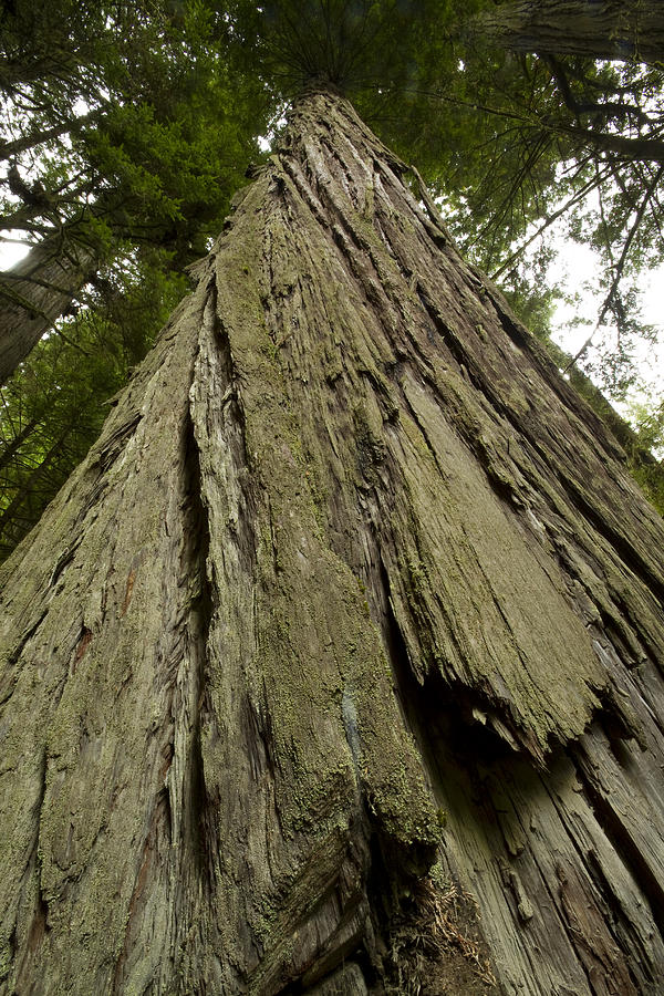 Nature Photograph - Tree Redwood CA 1 by John Brueske