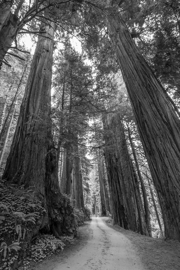 Tree Photograph - Tree Redwood CA 3 BW by John Brueske
