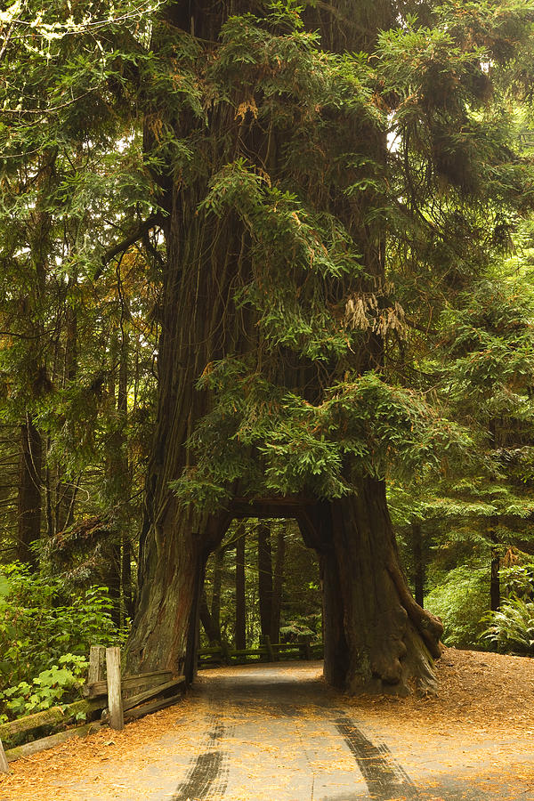 Tree Redwood Ca 7 Photograph by John Brueske