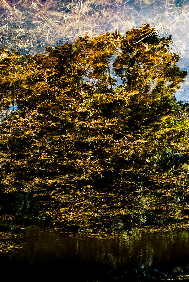 Tree Photograph - Tree Reflection 2 by Grebo Gray