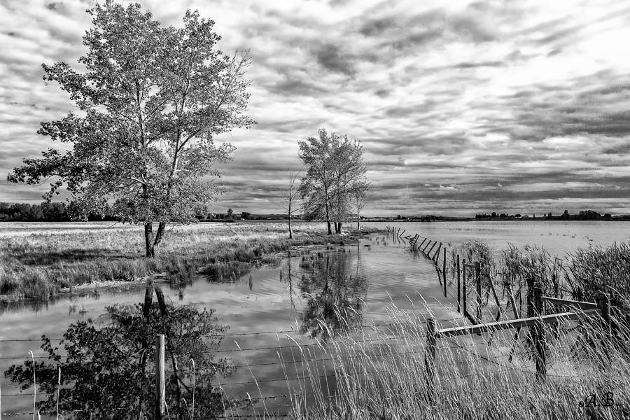 Tree reflection Black and White Photograph by Artem Baranov - Fine Art ...