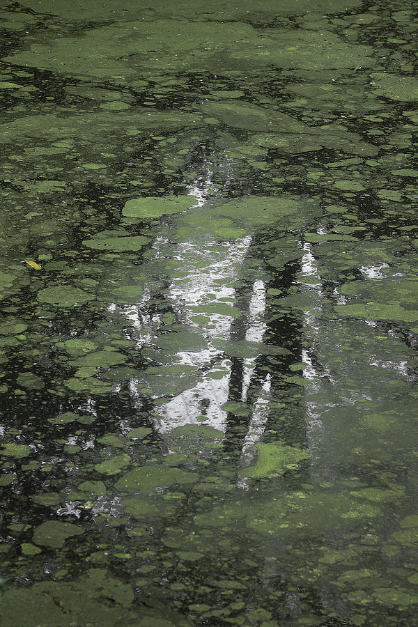Tree Reflection In Pond Photograph by Viktor Savchenko