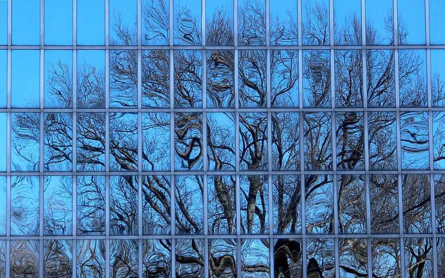 Tree reflection Photograph by Jewels Hamrick
