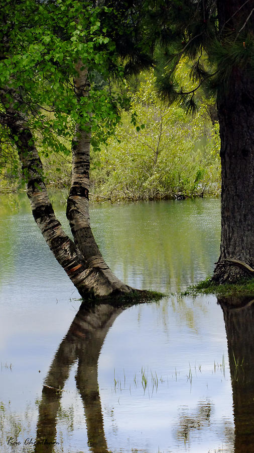 Tree Reflection Photograph by Kae Cheatham