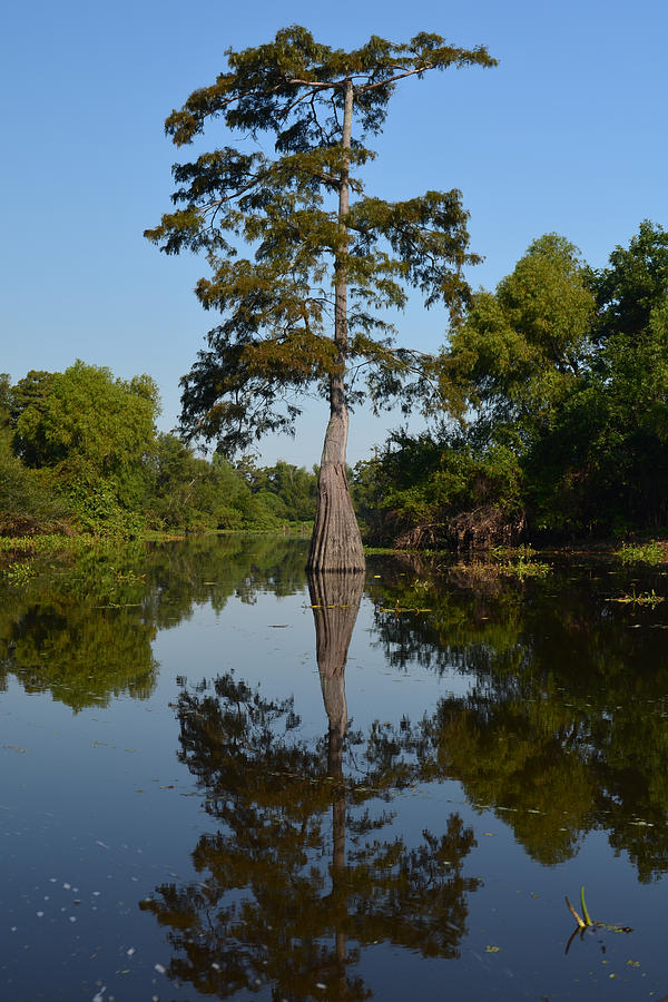 Tree Reflection Atchafalaya Basin Southern Louisiana Photograph by Maggy Marsh