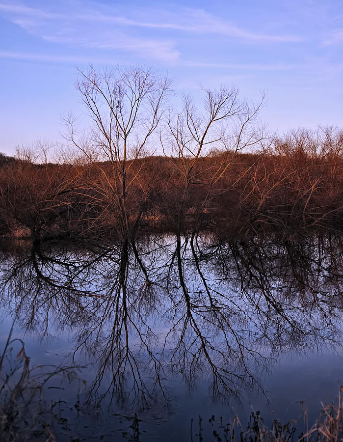 Landscape Photograph - tree reflection on Wv pond by Flees Photos