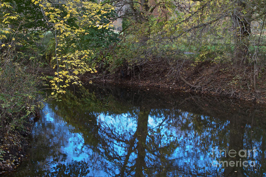 Tree Reflection Photograph by William Norton