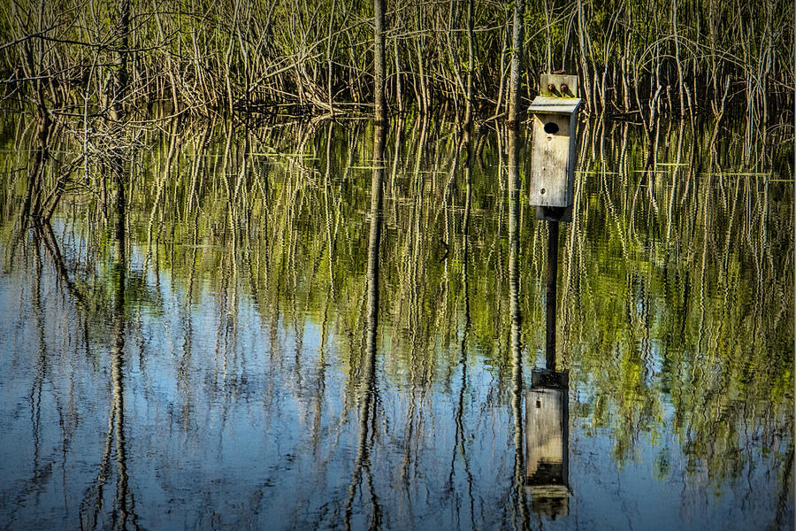 Tree Reflections and Nesting Box in a Pond in West Michigan Photograph by Randall Nyhof