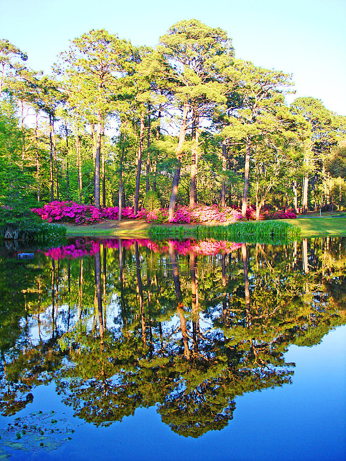 Tree Reflections and Pink Flowers by the Blue Water by Jan Marvin Studios Photograph by Jan Marvin