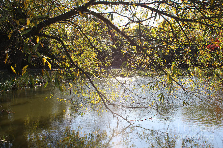 Tree Photograph - Tree Reflecting Off Lake by John Telfer