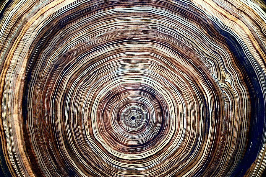 Tree Rings Photograph by Christopher Daley