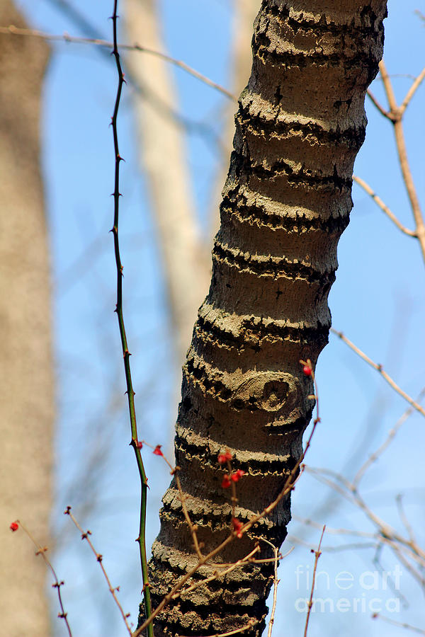 Tree Rings Photograph by Karen Adams