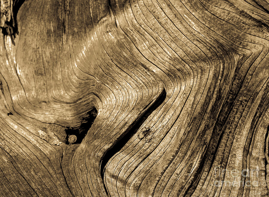 Tree Rings Photograph by Robert Bales