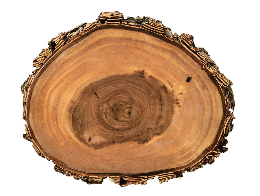 Tree Rings Photograph by Siede Preis