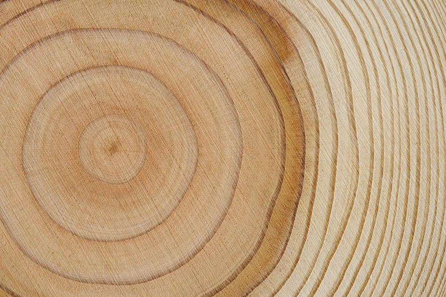 Tree rings texture background Photograph by Kyoshino