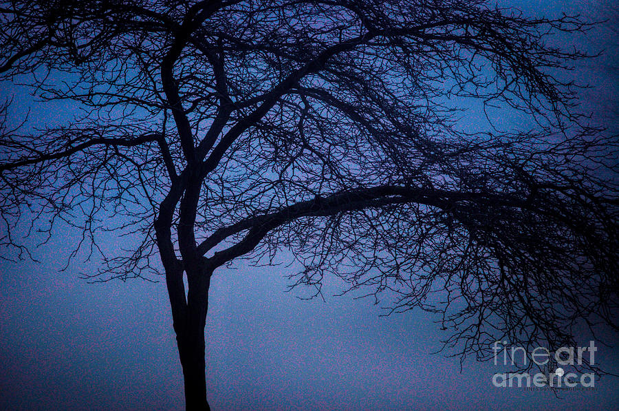 Tree Photograph by Ronald Grogan