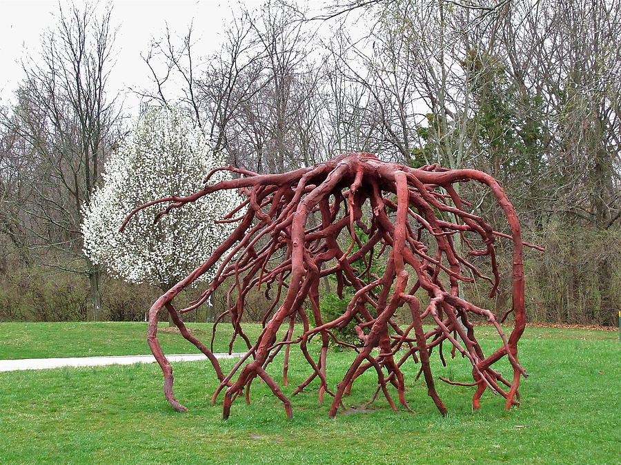 Tree Root Art Photograph by Susan Wyman - Fine Art America