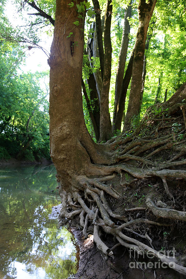 Tree Roots Photograph by Dwight Cook