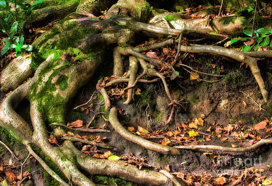 Tree roots escaping Photograph by Simon Bratt