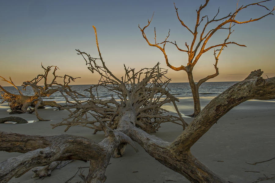 Tree Roots Exposed At Sunset on Jekyll Island Photograph by Willie Harper