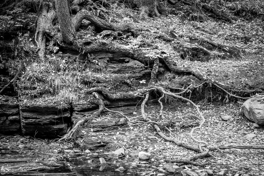 Tree Roots George W Childs National Park Painted BW   Photograph by Rich Franco