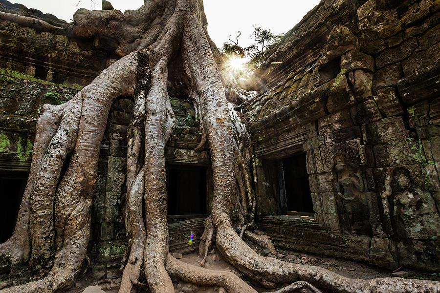 Tree Roots Growing Out Of Tah Prohm Photograph by © Francois Marclay