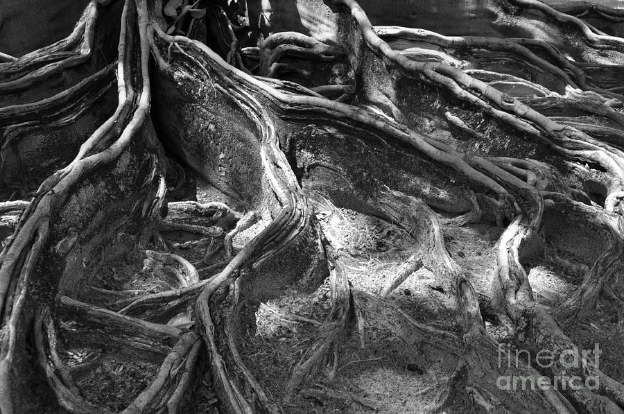 Tree roots I Photograph by Joanne McCurry