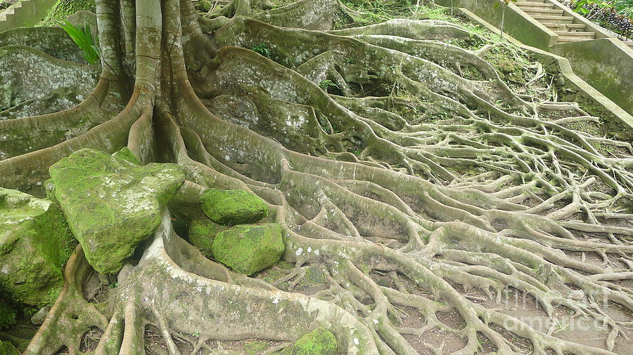 Tree Roots Photograph by Nora Boghossian