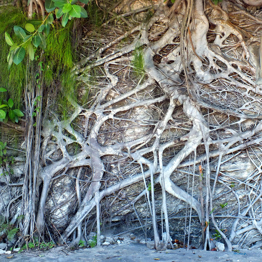 Tree Roots on a Wall in Harbour Island Photograph by Duane McCullough