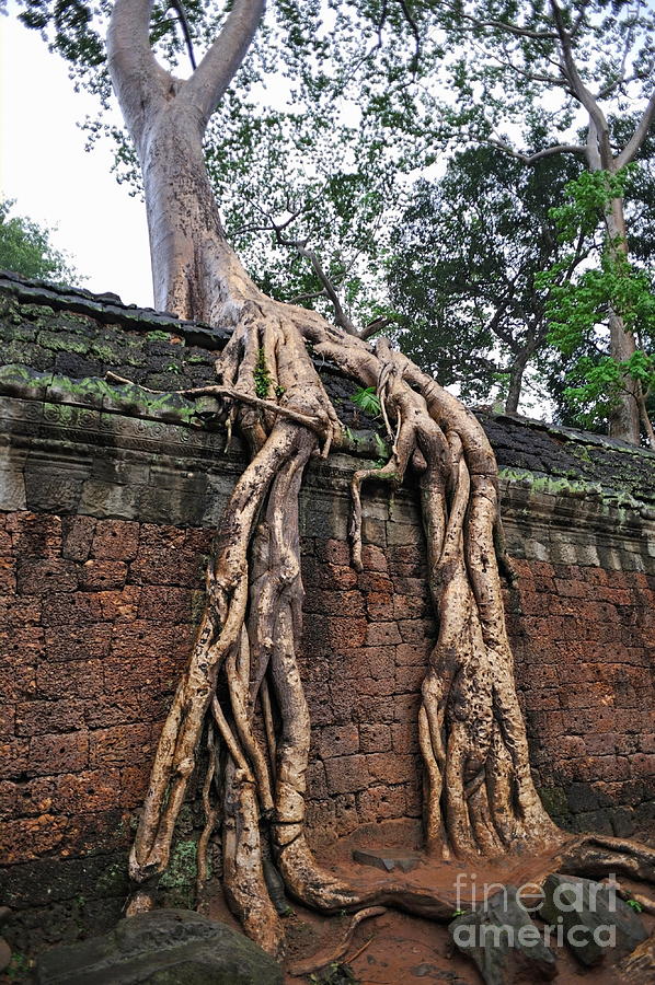 Tree roots on ruins at Angkor Wat Photograph by Sami Sarkis