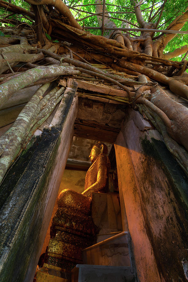 Tree Roots Outside Old Temple Photograph by Mantaphoto