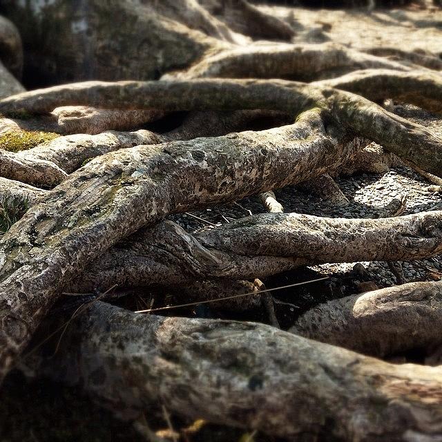 Glendalough Photograph - Tree Roots  by Sean Cahill