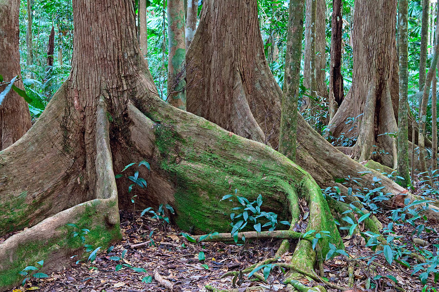 Tree Roots Tropical Rainforest Photograph by Dirk Ercken