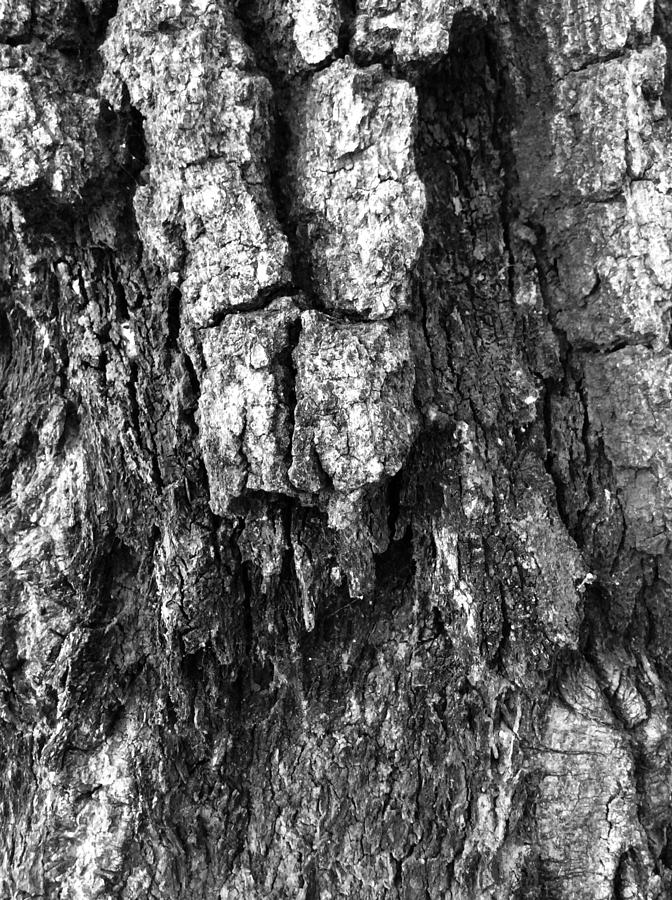 Tree rot Photograph by Aaron Swenson - Fine Art America