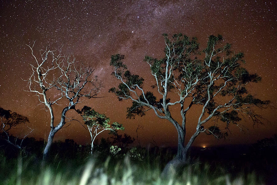 Nature Photograph - Tree savanna on the Serrania de Chiquitos Bolivia by Dirk Ercken