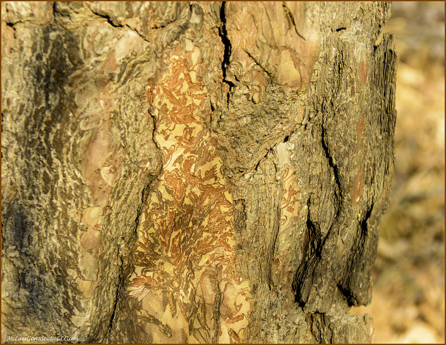 Nature Photograph - Tree self reflections in bark by LeeAnn McLaneGoetz McLaneGoetzStudioLLCcom