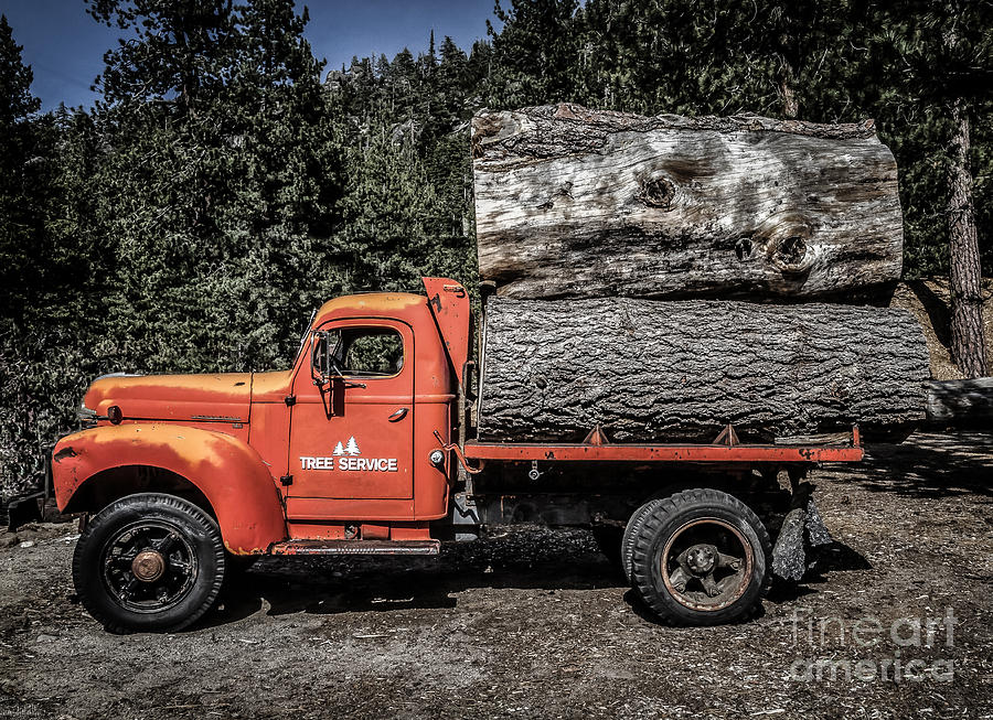Tree Service  Photograph by Mitch Shindelbower