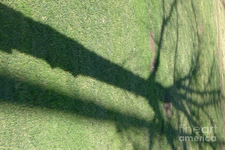 Tree Shadow  Photograph by Nora Boghossian