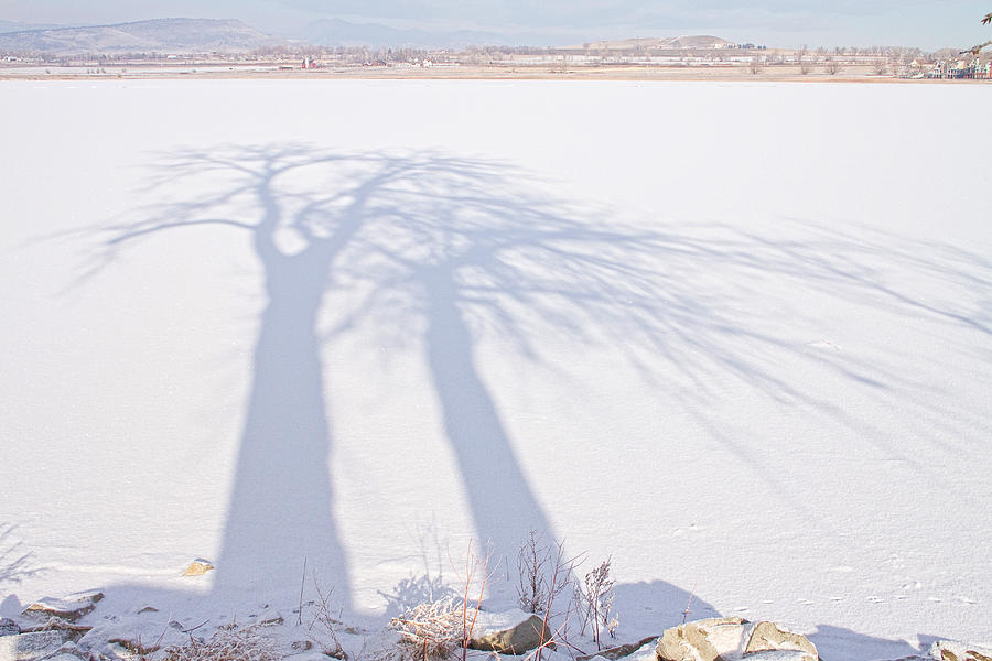 Tree Shadow Puppets Photograph by James BO Insogna